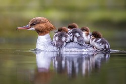 Goosander (common marganser) Ducklings, chicks, baby riding on mothers back. Royal Łazienki park in Warsaw. Cute baby animals