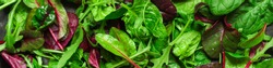 Healthy salad, leaves mix salad (mix micro greens, juicy snack, tomato). food background - Image