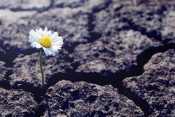 One daisy flower sprouts through dry cracked soil. Symbol of soul rebirth and eternal life