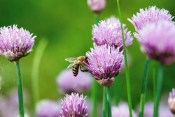 Honeybee collecting nectar on purple Chives flowers, summer nature backgrounds