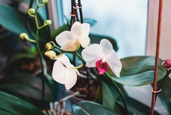 Phalaenopsis orchids blooming in winter, flowering houseplants care