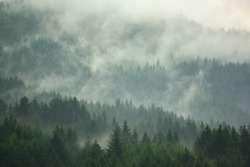 The pine forest in the valley in the foggy morning Fresh atmosphere of green.
