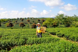 Happy smiling male tourist in Asian conical hat and yellow t-shirt standing on a tea plantation with basket for picking tea leaf, Highlands Da Lat, Vietnam