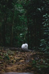 a fluffy white pomeranian puppy dog in contrast to the dark surroundings exploring the woods on a gloomy day