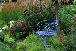 Vintage blue garden bench is focal point of this Midwest garden with hydrangeas, ornamental grasses, coneflowers and hibiscus