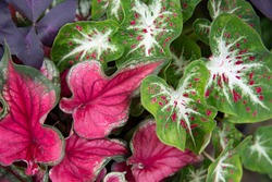 The focal point of summer garden container sports Bicolored caladiums, red ruffled and heart shaped ginger land varieties which sports green leaves with white veins and red speckles.