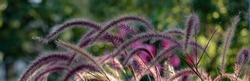 Horizontal banner of Pennisetum, purple ornamental grasses, constantly moving in the wind, each plume highlighted by the light of the golden hour 