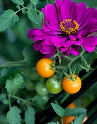 Companion planting of amethyst zinnia with sun gold cherry tomatoes are a perfect combination. Zinnias deter cucumber beetles and tomato worms. They attract predatory wasps and hover flies.