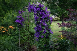 A spectacular purple clematis, jackamani, in full bloom in July is the focal point of this impressionistic garden along with the orange daylilies.