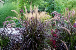 Shimmery Purple Ornamental fountain grass gracefully waving in the late afternoon 