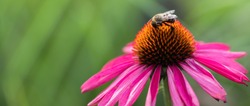 Nectar seeking bumble bees feeding  on dark pink coneflowers, echinacea purpurea, baja burgundy sombrero