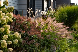Red head ornamental grasses pennisetum alopercuroides, ornamental grass with whimsical plumes highlighted by the late afternoon sun, are a standout in this Chicago garden. 