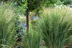 Northwind ornamental grasses, Pillars of olive blue-green blades provide strong vertical form - great as an accent or in a row for screening provide privacy in this suburban garden