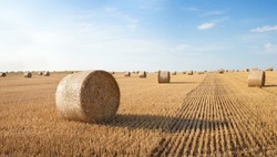 Straw rolls on the field. Round straw bales. Stover on the field. Harvested cereal plants. Agriculture.