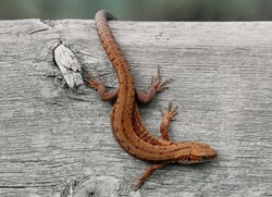 Viviparous lizard close-up. Brown beautiful lizard on a wooden background macro photography. Lizard is sitting on a tree.