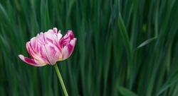 Pink striped tulip flower on a natural green background. Hybrid terry tulip with pink and white petals. Copy space. Beautiful summer floral background. Tulip Columbus variety.