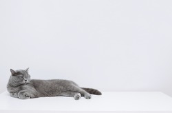 British shorthair cat sleeps on the table. Sleeping cat on a white background. Copy space.