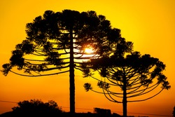 Sunset with araucarias in silhouette in the city of Pinhão, southern Brazil. Brazilian pine.