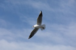 a mediterranean seagull flies in the sky with veil clouds by day