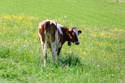brown milk cow photographed from behind standing on green summer meadow, head turned sideways to the back, blurred background, many yellow flowers, daytime sunshine without people