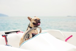 Funny French Bulldog dog is sitting behind the wheel of a speedboat, put his paws on the steering wheel against the sea, the carefree sunny summer day. lighting effects