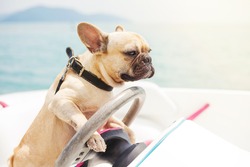 Funny French Bulldog dog is sitting behind the wheel of a speedboat, making a serious look at the background of the sea, sunny summer day. lighting effects