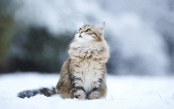 Fluffy bright kitten sitting in the snow looking up in the winter