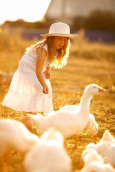 Beautiful girl 5 years old in a white dress and in a white hat feeds geese in nature