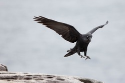 Australian Raven in several behavioural poses 