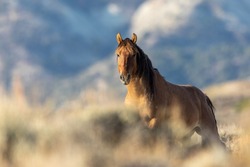 Wild horses in Sandwash Basin Horse Management Area