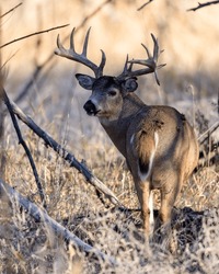 mature whitetail bucks with large antlers in various poses and environments