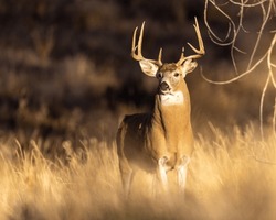 mature whitetail bucks with large antlers in various poses and environments