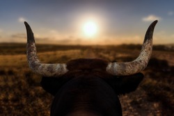 A closeup of a bull's head with horns from behind. The Spanish bull looks at a path and the sunset in front of him. The background is out of focus with nice bokeh.