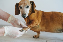 An adult dog at a veterinarian's appointment. Old tact in the veterinary clinic at the doctor's appointment. A doctor in rubber gloves probes the dog's paw.