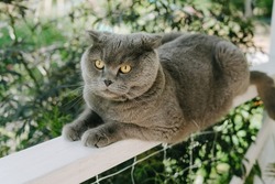 Gray cat sitting outside on deck. A grey cat sits on a fence on the terrace. The cat rests on the terrace near the house. Scottish fold cat.