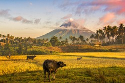 Mayon Volcano in Legazpi City Philippines with a Rice Field Carabao and Hut House