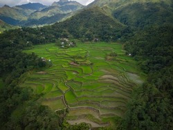  Rice Terraces in the Ifugao Mountain Province Philippines