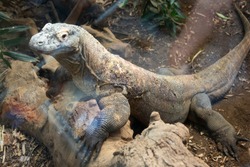 Close-up komodo dragon, iguana or lizzard at the zoo.