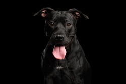 Adorable Portrait of Pitbull Dog Isolated on Black Background, front view