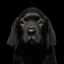Closeup Portrait of Gorgeous Labrador Retriever puppy looking sad in camera isolated on black background, front view