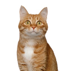 Portrait of Satisfied Red Cat on Isolated white background, front view