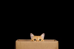 Funny red cat looking out of the box on Isolated Black background