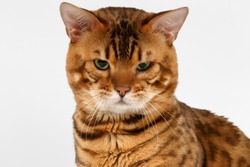 Closeup Bengal Cat with green eyes on White background