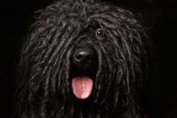 Close up Portrait of head Puli Dog isolated on Black