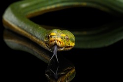 Close-up Green Tree Python Snake in Attack. Morelia viridis. Isolated black background