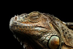 Close-up Head of Green Iguana Sleep with Close Eyes Isolated on Black Background