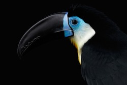 Close-up Channel-billed Toucan, Ramphastos vitellinus, portrait of bird with large beak Isolated on Black Background
