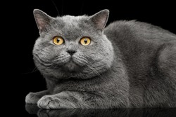 British shorthair grey cat with big wide face Lying on Isolated Black background, side view
