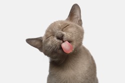 Portrait of Funny Burmese Kitten Lick with tongue Tasty on White Background, front view