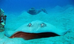 The marbled electric ray is a species of electric ray in the family Torpedinidae found in the coastal waters of the eastern Atlantic Ocean from the North Sea to South Africa. 